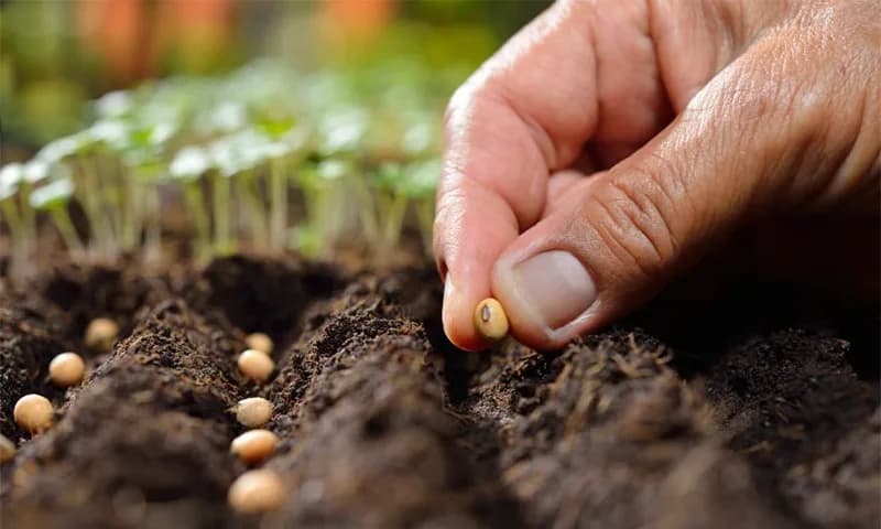 Escena agroindustrial para Semilleros y Control de Calidad